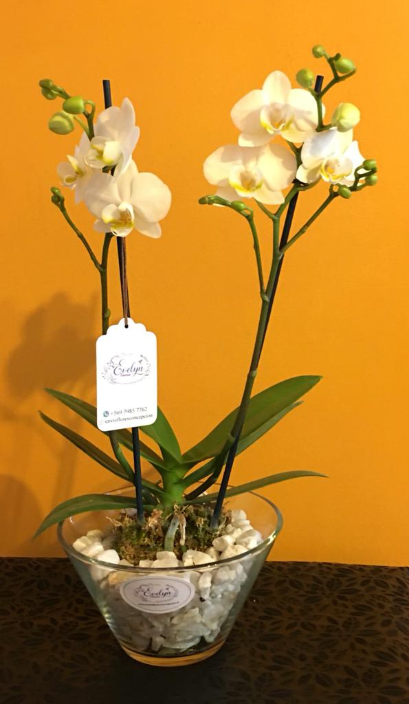1 arreglo Orquidea Multiflora