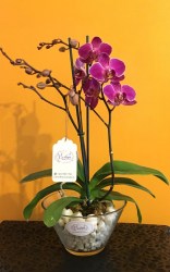 Multiflora01