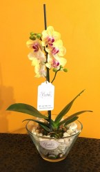 Multiflora04