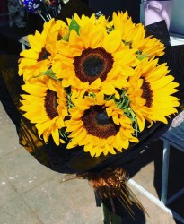 girasoles