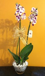orquidea014